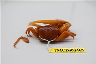 藏品(北方丑招潮蟹)的圖片